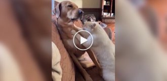 Mutually beneficial alliance