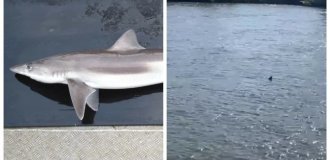Акула у Темзі? Півтораметрова істота припливла до столиці Британії (4 фото + 1 відео)