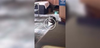 A cat acrobat made somersault