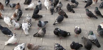 In a German city, local residents decided to kill all the pigeons (4 photos)