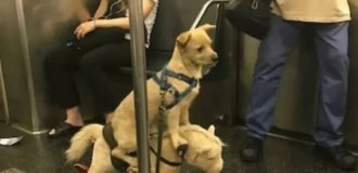 Чего только не увидишь в метро (15 фото)