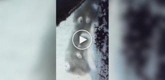 Охота рифовых акул с высоты