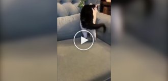 Кот, который умеет закругляться