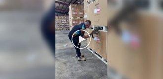 На складе в Австралии нашли отдыхающего огромного варана между поддонами