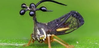 Бразильський горбатка: одна з найнезвичайніших комах у світі (3 фото + 1 відео)
