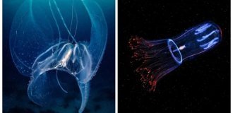 15 примеров, демонстрирующих мистическую красоту глубоководных жителей (16 фото)