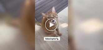 Разнообразие кошачьих звуков. Часть 3