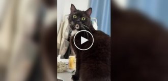 Самый удивленный кот