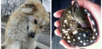 30 снимков, доказывающих, что мимимишность спасёт мир (31 фото)