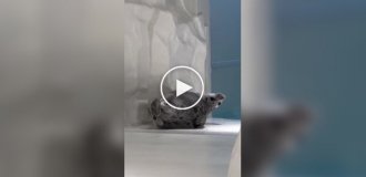 Seal stretches after a nap