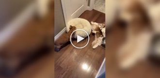 Пес каждый день выносит свою лежанку во двор