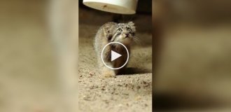Занимательный факт из жизни манулов