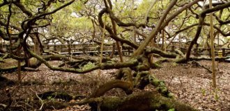 Генетична аномалія: знайдено найбільше у світі дерево площею 8400 кв.м (3 фото + 1 відео)