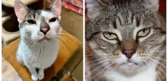 20 hypnocats, whose gaze is impossible to resist (21 photos)