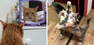 15 фотографій, які доводять, що котики та дзеркала - це ідеальне поєднання (16 фото)