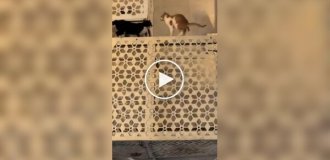 Коты готовились к драке, но один решил действовать иначе