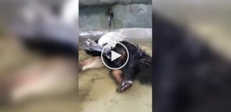 Водні процедури мурахоїда