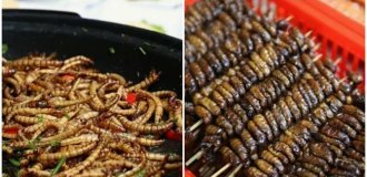 In the Netherlands, 100 schools feed children insects (2 photos + 1 video)