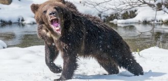 Ведмеді, які не входять у сплячку зі своєї волі (12 фото)