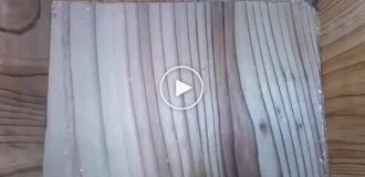 Таймлапс: птица построила гнездо, и в нем появились птенцы