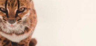 Учёные впервые за 100 лет обнаружили новый вид кошек (7 фото + 2 видео)