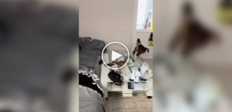 Белка не дает кошкам скучать