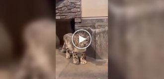 Когда впервые понял, что есть кошки больше тебя