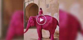 A girl painted an elephant pink and outraged Indians