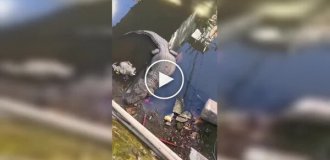 Бразильский паркур с «дополнительным адреналином»