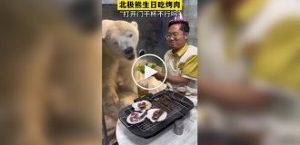 День рождения белого медведя