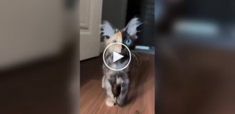Kitten with a rare chimera color