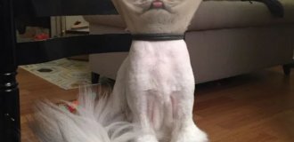 Злобные котики, которые, кажется, замышляют убийство своего хозяина (16 фото)
