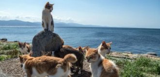 Fluffy paradise: a cat island will be created in Indonesia (5 photos)