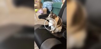 A cat asks its owner to turn on cartoons for her