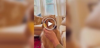 Девушка притворилась спящей, чтобы посмотреть, съест ли пес сыр в ее руке