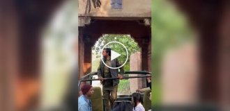 Тигр перепугал туристов своим появлением