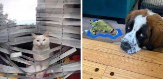 15 hooligan pets that were caught right at the crime scene (16 photos)