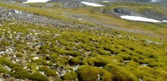 Antarctica has begun to turn green (3 photos)