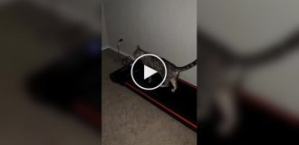 The cat mastered the owner’s treadmill