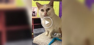 Никто не хочет брать кота из приюта из-за особенностей внешности — «грязной» мордочки