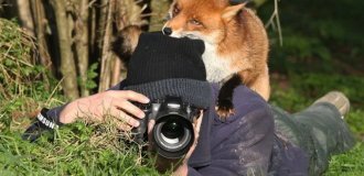 Wild animals prevent photographers from doing their job (10 photos)