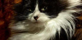 Фотографии животных, которые будто бы сошли с полотен эпохи Возрождения (20 фото)