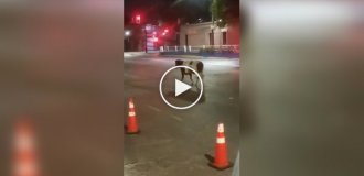 В Чили сбежавшая от хозяев корова сбила с ног полицейского, который пытался поймать ее