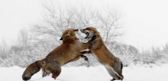 Навіщо лисиці відкривають роти та встають на задні лапи, коли сваряться (7 фото)