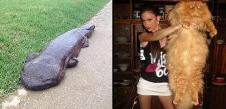18 animals and other phenomena of the world that simply knock you off your feet with their size (19 photos)