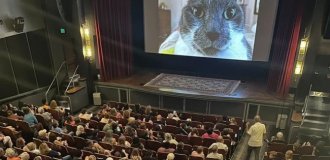 A whole film was assembled from memes about cats (2 photos + 1 video)