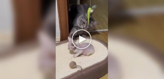 Кот изучает котенка сфинкса