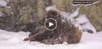 Перший сніг у Чикагському зоопарку порадував ведмежа