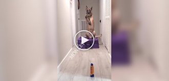Собака научилась стрелять из рогатки