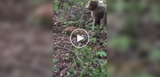 A dog didn't notice a fawn